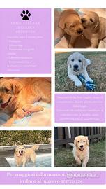 Cicciole Golden Retriver
