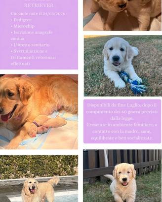Cicciole Golden Retriver
