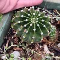 echinopsis multiplex