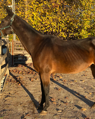 Quarter Horse