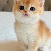 British shorthair/ Scottish