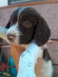 Spinge spaniel