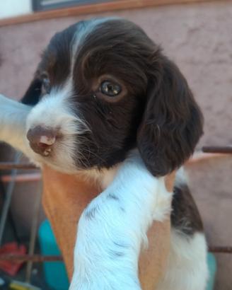 Spinge spaniel