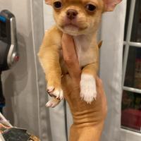 Chihuahua cuccioli pedigree