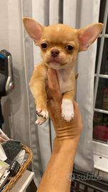 Chihuahua cuccioli pedigree