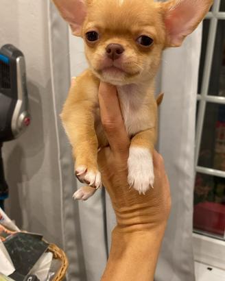 Chihuahua cuccioli pedigree