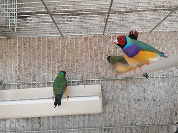 Diamanti di gould