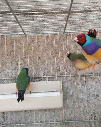 Diamanti di gould
