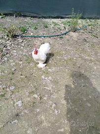 Un gallo in cambio di una gallina