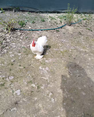 Un gallo in cambio di una gallina