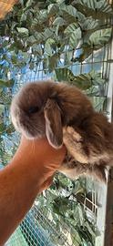 Conigli nani ariete mini lops