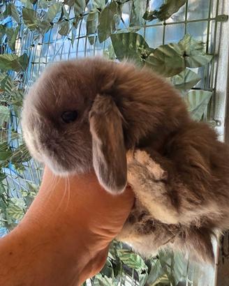 Conigli nani ariete mini lops