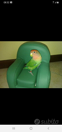 Cuccia divano brandina