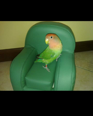 Cuccia divano brandina