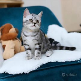 Gattino British shorthair scottish stupendo