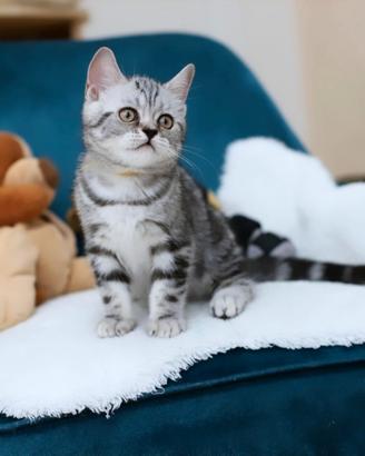 Gattino British shorthair scottish stupendo