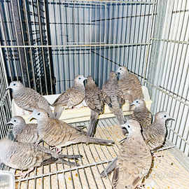 Tortore zebrate sessate