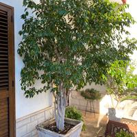 Ficus benjamina