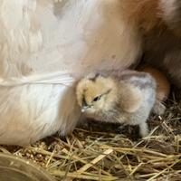 Galline/pulcini