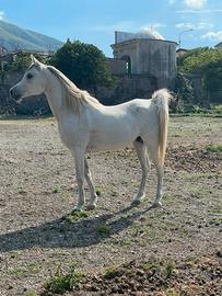 Cavallo arabo