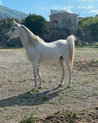 Cavallo arabo