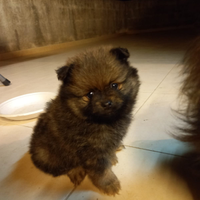 Spitz pomerania