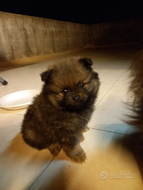 Spitz pomerania