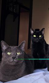 Coppia di gattini