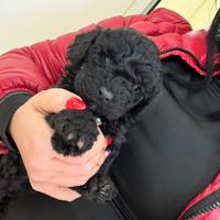 Barboncini Miny blak