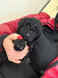 Barboncini Miny blak