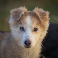 Cuccioli Border collie X Husky