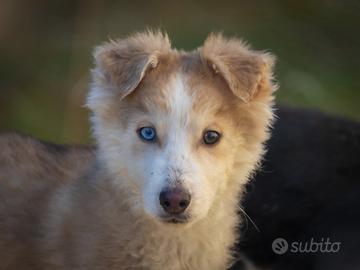 Cuccioli Border collie X Husky