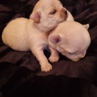Cuccioli di chihuahua piccolissimi