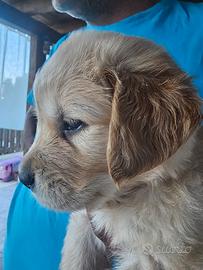 Cucciolo di golden retriver