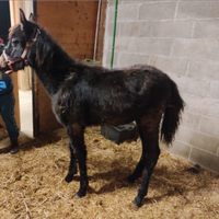 Puledra morella quarab appena svezzata