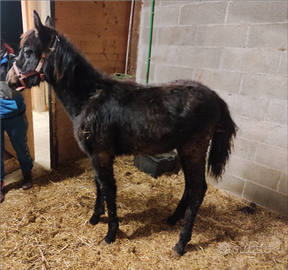 Puledra morella quarab appena svezzata