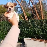 Chihuahua toy