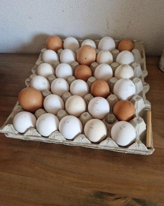 Galline