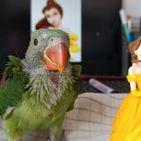 Baby imbecco grande alessandrino pappagallo