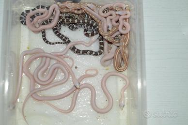 Serpente del grano