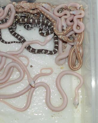 Serpente del grano