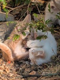 Dolci gattini