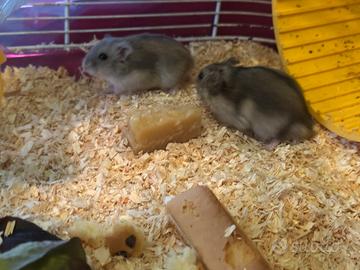 Criceti campbell cuccioli