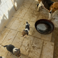 Cuccioli da caccia beagle