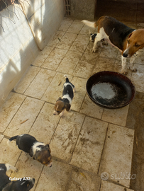 Cuccioli da caccia beagle