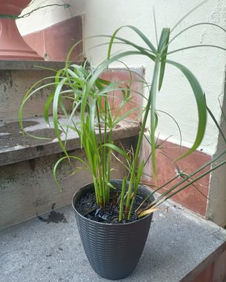 Papiro
