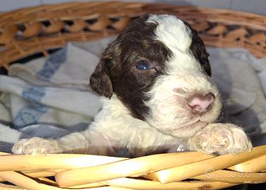 Cuccioli di lagotto romagnolo