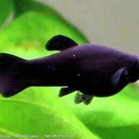 Black molly