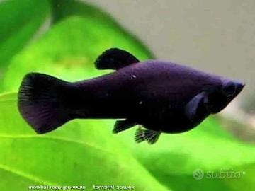 Black molly