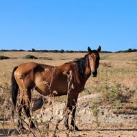 Cavallo